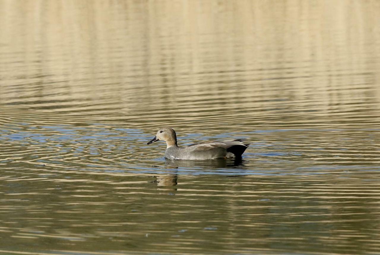 Gite De L'Etang Belval-en-Argonne 外观 照片
